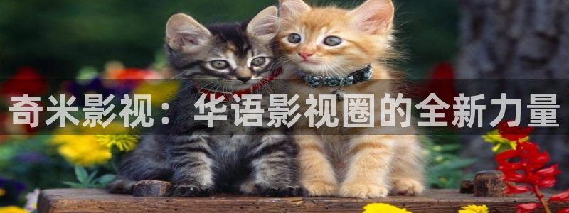 橘子和桔子：奇米影视：华语影视圈的全新力量